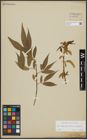 Foto von Salix alba subsp. vitellina (L.) Arcang. x Salix fragilis L.